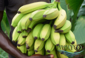 Premium Bulk Plantain Bananas: The Best of African Harvests