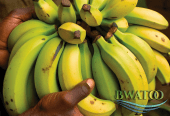 Premium Bulk Plantain Bananas: The Best of African Harvests