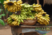 Premium Bulk Plantain Bananas: The Best of African Harvests