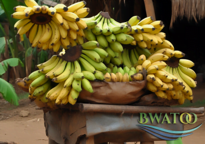 bguinziemba_Title_Premium_Bulk_Plantain_Bananas_The_Best_of_Afr_af63940e-0de3-4e37-bb2c-1fed384b9d14