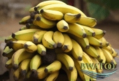 Premium Bulk Plantain Bananas: The Best of African Harvests